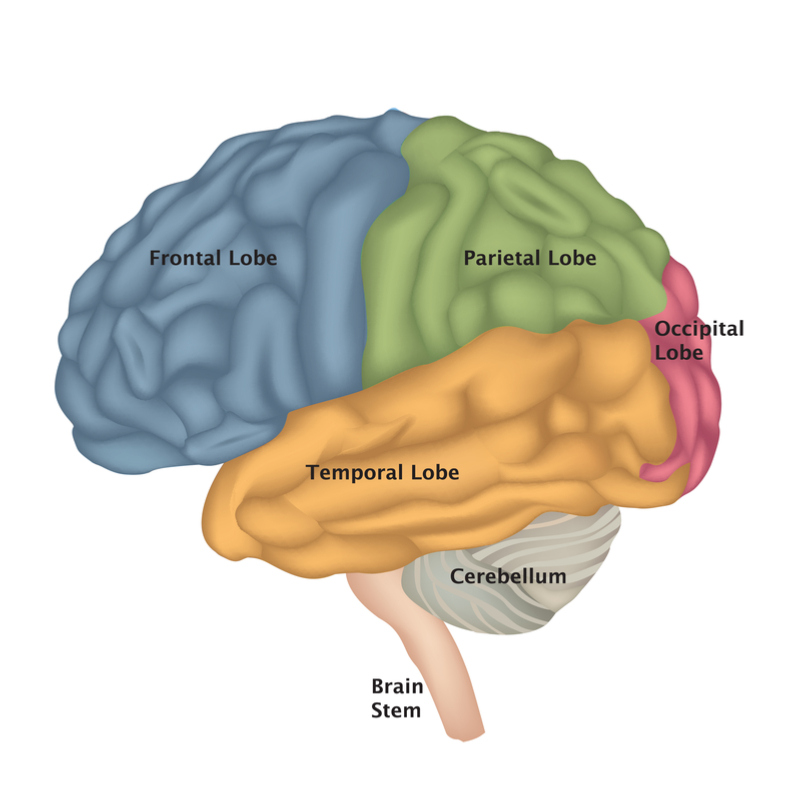 A Graphic Showing Parts of The Brain