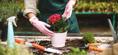 Someone Planting a Flower